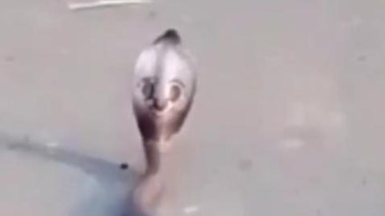 बाराबंकी: बाल विकास पुष्टाहार कार्यालय के गोदाम में निकला विषैला सर्प, वीडियो वायरल