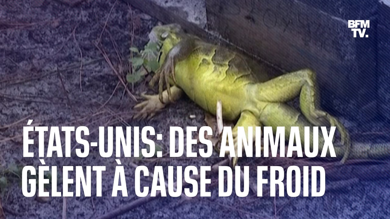 Aux États-Unis, des animaux gèlent à cause des températures glaciales