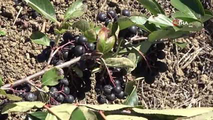 Prof. Dr. Arıca: "Aronya hem prostat büyümesine hem cinsel gücü artırmak için kullanılabilir"