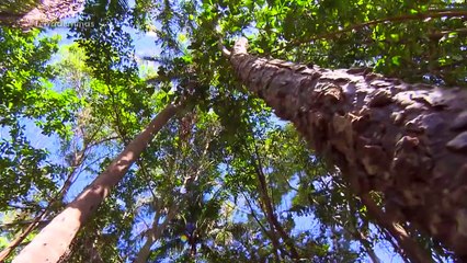 Refloresta! O Terra de Minas visita o projeto que transforma pastos em mata
