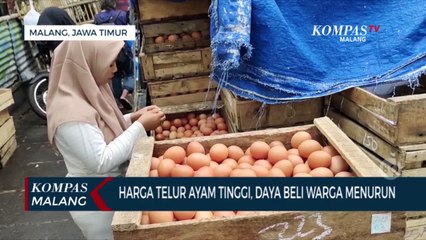 Harga Telur Masih Tinggi, Distributor Kesulitan Jual