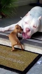 Puppy Won't Stop Playing With Big Dog