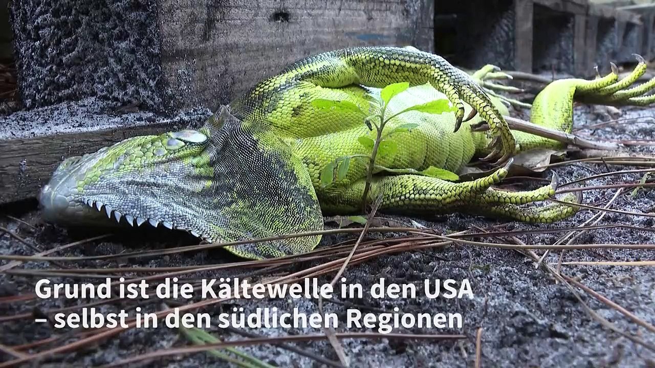 Warum in Florida Leguane von den Bäumen fallen