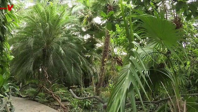 Kyiv’s Botanical Gardens Face Extinction as Russian Attacks Threaten Historic Collection of Tropical Plants