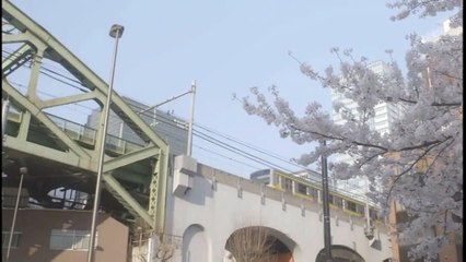 Cat Cafe - Neko Kafe - 猫カフ