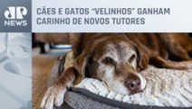 Prefeitura de São Paulo faz campanha por ‘adoção tardia’ de animais idosos