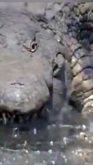 crocodile attacking #shorts (top video) 2021