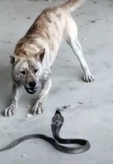 dog attacking cobra #shorts  2021