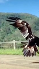Most Viewed Animal Video (2022) #shorts (6)