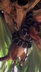 python attacking l  #shorts