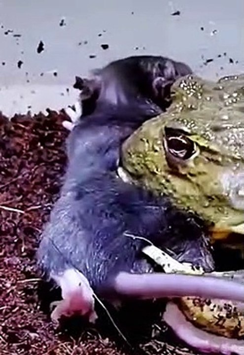 Frog swallows a mouse (2022).,@ #shorts