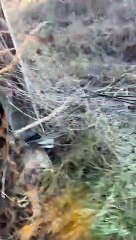 Rescuing a Deer Trapped in a Barn