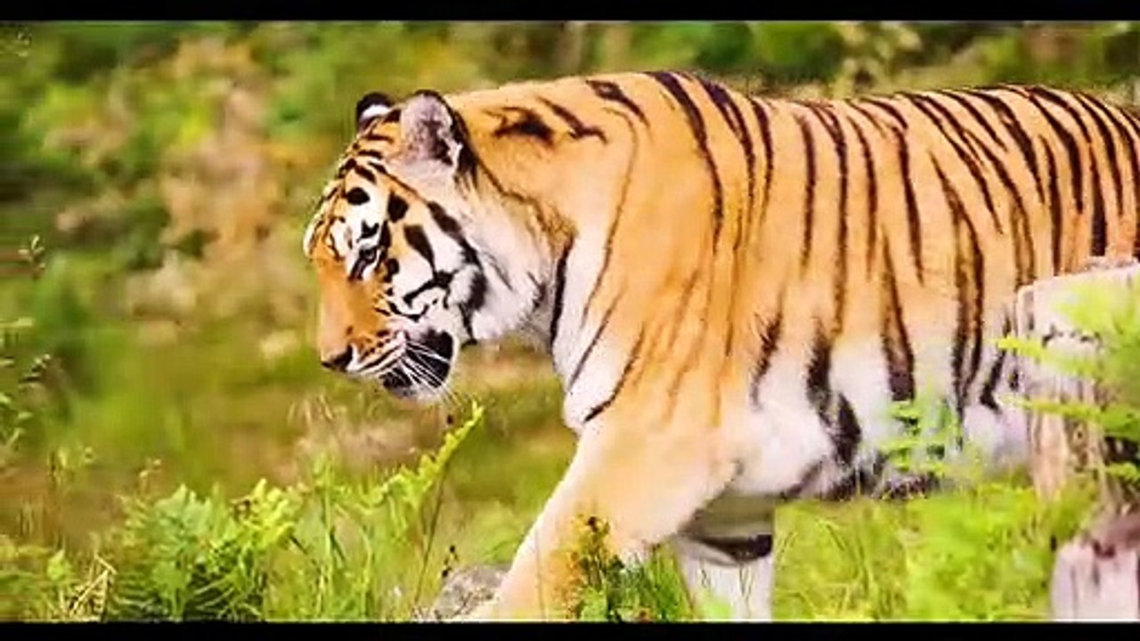 Animal planet Wildanimal Wildlife - video Dailymotion