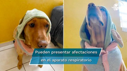 ¿Cómo proteger a tu perrito de las bajas temperaturas?