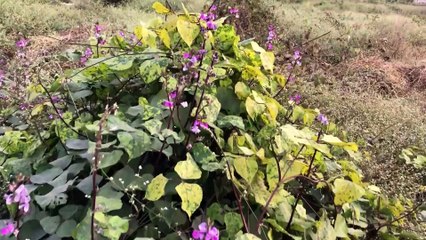 যান্ত্রিক জীবন  একটু প্রকৃতির মাঝে সময় কাটালাম ।  Relax Life ।  New Vlog