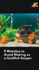 9 Mistakes to Avoid Making as a Goldfish Keeper #shorts
