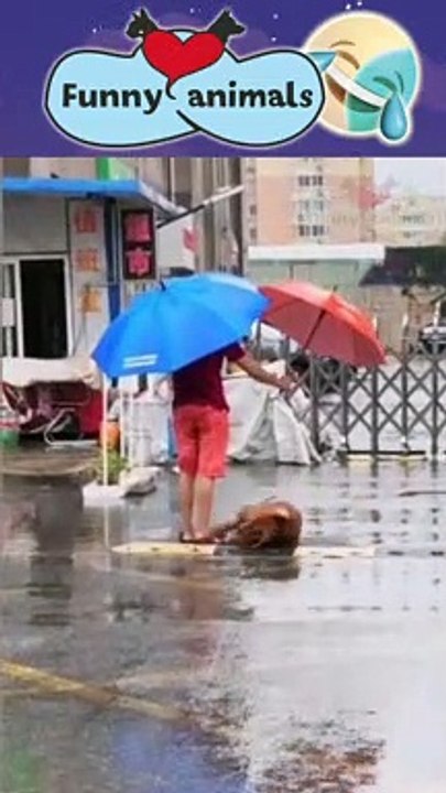 Funny Animals