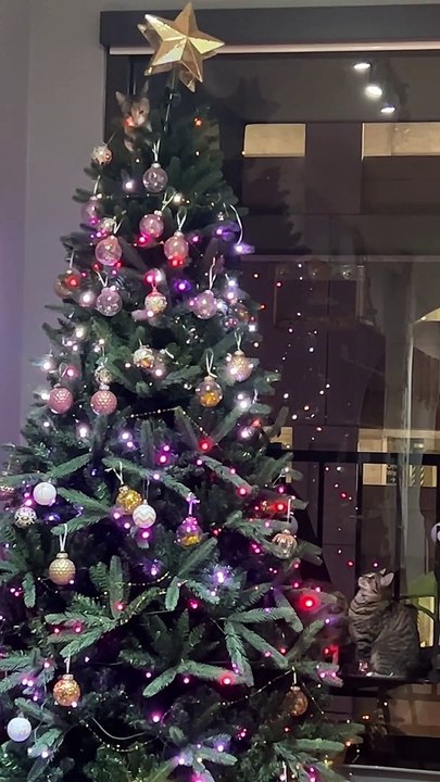 The War On Christmas Featuring Kittens