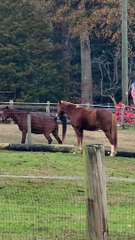 Horse Tugging on Pony's Tail