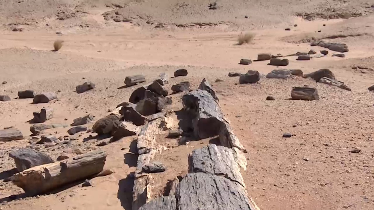 السودان.. باحثون يكشفون غابة متحجرة تعود إلى ملايين السنين