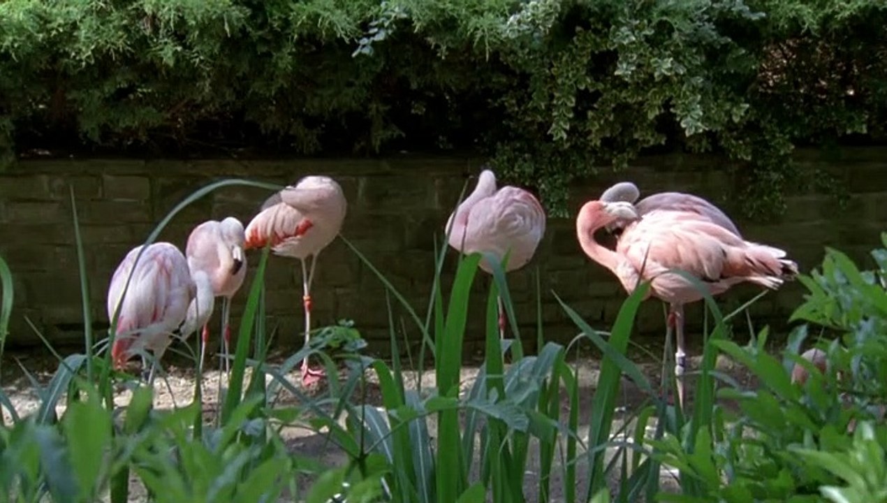 Tierärztin Dr. Mertens Staffel 4 Folge 12