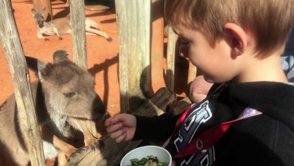 Logan Xavier 2019 11 24 10 25 38 Kangaroo