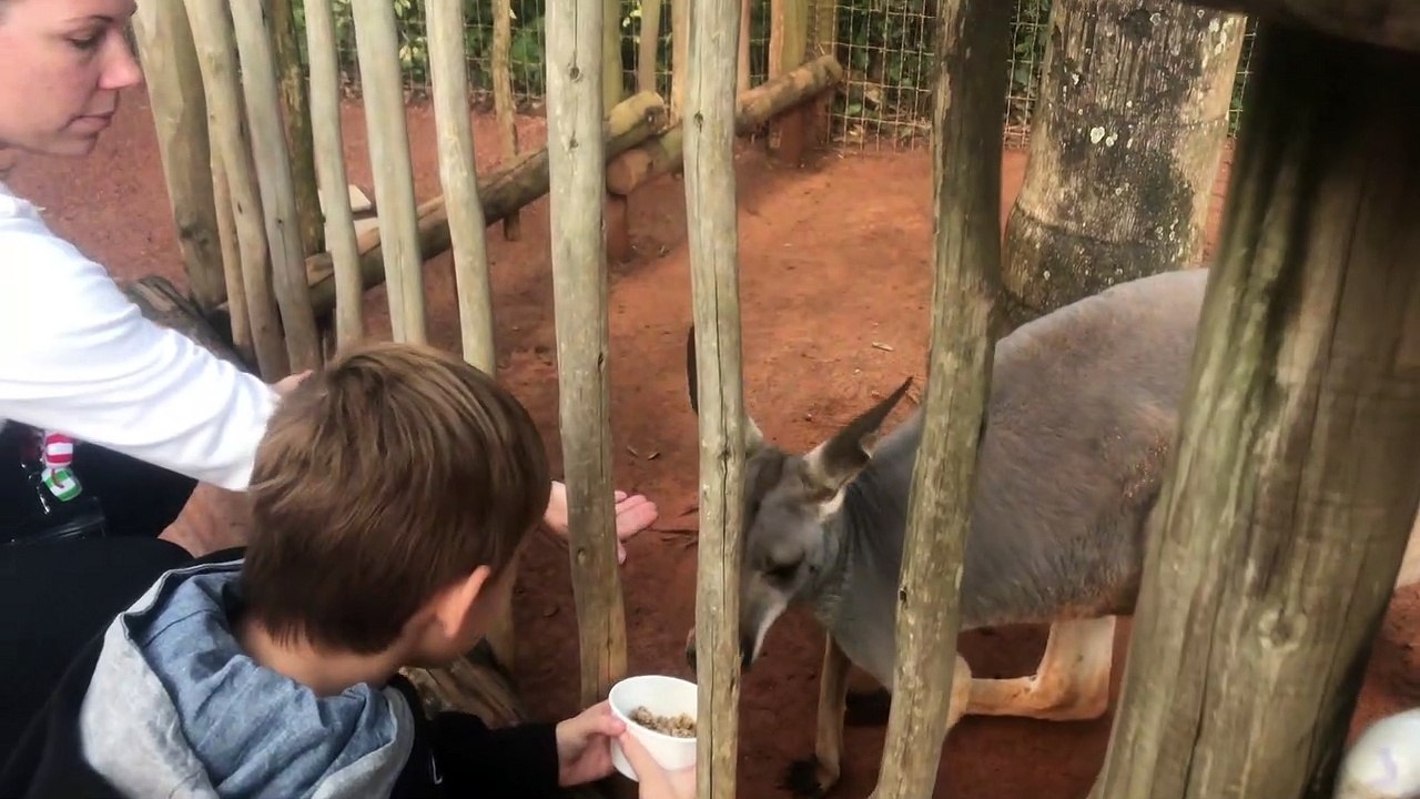 Logan Xavier 2019 11 24 10 30 51 Kangaroo