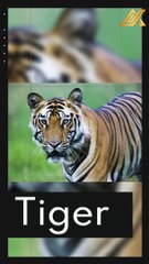 16 of the Fiercest Apex Predators in the World #shorts