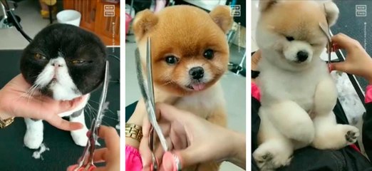 Vídeo fofo: pet groomer tailandês bomba nas redes embelezando o que já é bonito