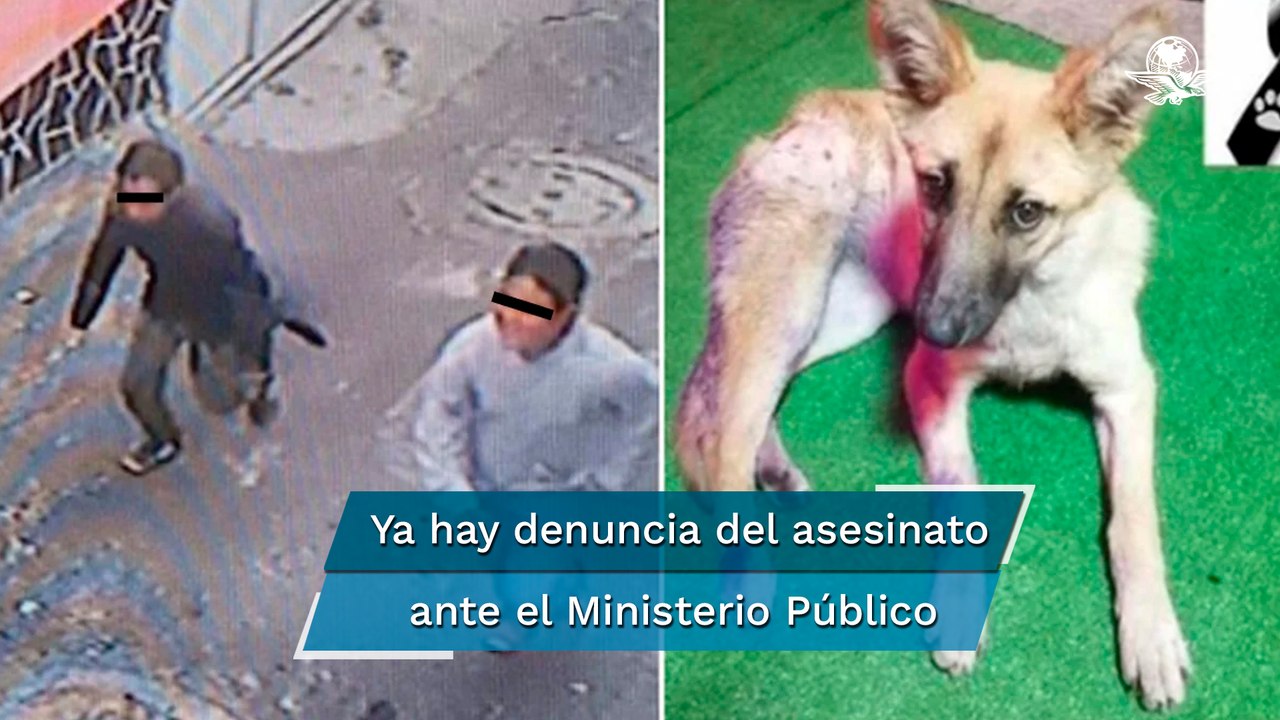 Sujetos apuñalan a perrita “Waffle” en Milpa Alta; vecinos exigen justicia 