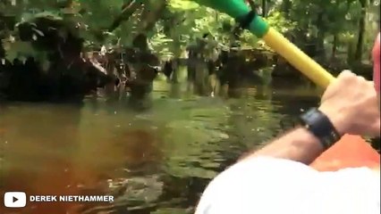 5 Crocodile Encounters You're Not Allowed to See