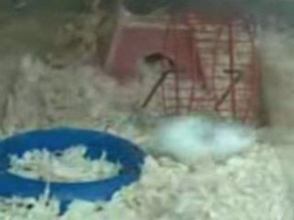 Hamster pas comme les autres
