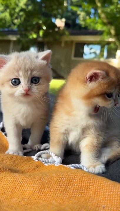 Cat  cute How Cats React When Seeing Stranger 1st Time - Running or Being Friendly 11? | Viral Cat