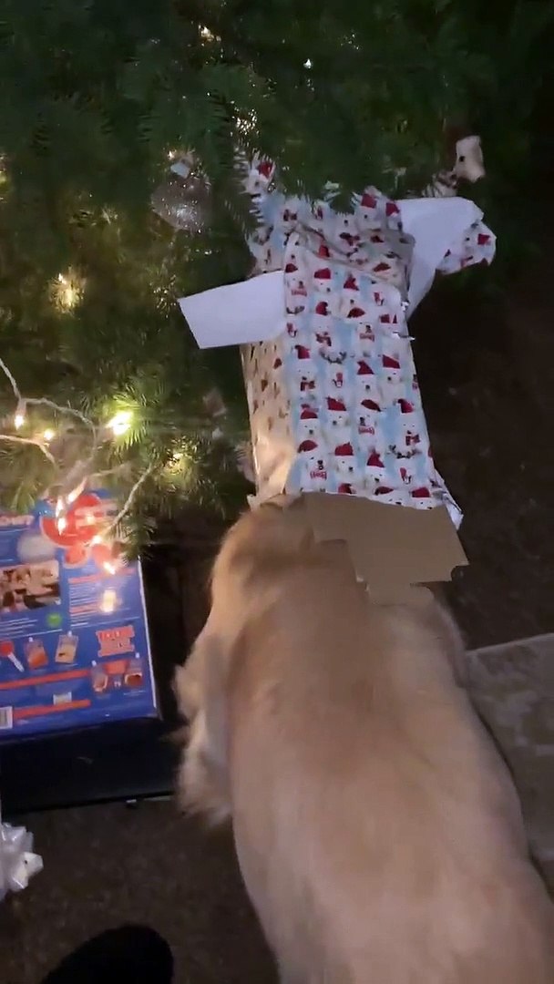 Golden Retriever Tries Opening His Gift