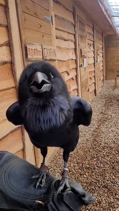 Crow talking - video Dailymotion