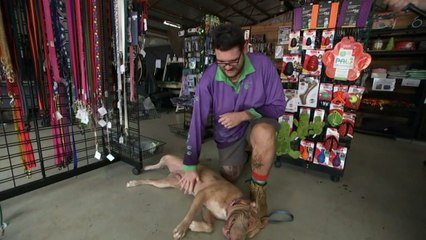 It's cyclone season in the Top End, and as thunderstorms roll in, what can ease an anxious dog's stress?