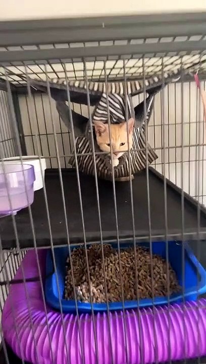 Kitten in the Ferret Cage