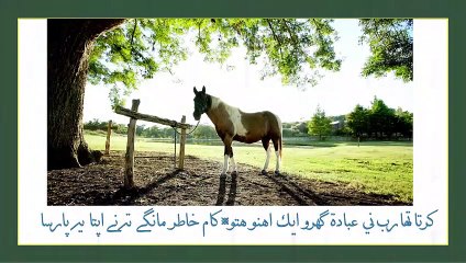 Rampura Akhbar: Local News & Updates