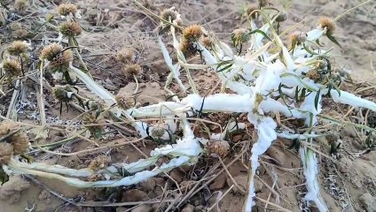 फतेहपुर का पारा माइनस 1.7 डिग्री सेल्सियस दर्ज