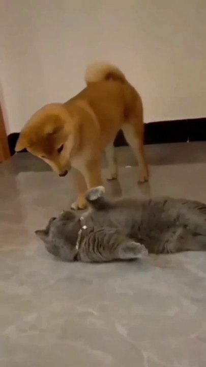 Funny manky video 662957658842722_3109685826089412850_n