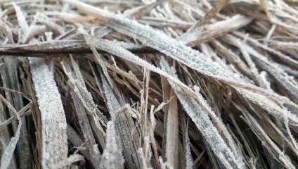 Video : शूल की भांति चूभ रही सर्द हवा, अलसुबह खेतों में जमने लगी बर्फ