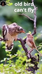 Story of old bird that cannot fly