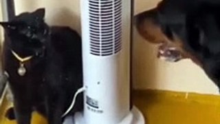 Funniest Animals 2022  Funniest Cats and Dogs
