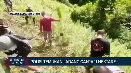 下载视频: Polisi Temukan 2 Ladang Ganja di Kabupaten Mandailing Natal