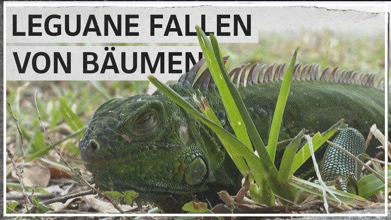 Warum in Florida Leguane von den Bäumen fallen
