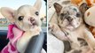 The Best Adorable Bulldogs in The Planet Makes Your Heart Melt #1 | HaHa Animals
