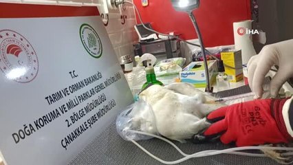 Otomobil çarpması sonucu ağır yaralanan peçeli baykuş tedavi altına alındı