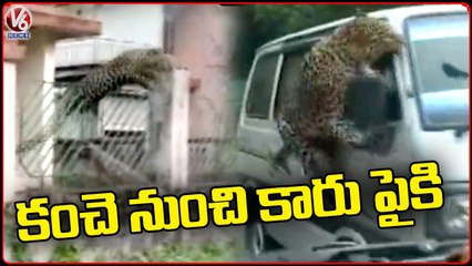 Leopard Halchal At Jorhat, Jumps From Fence To Car | Assam | V6 News