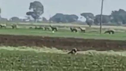 धार : नीलगाय बनी किसानो की मुसीबत,दिन रात चोकीदारी को विवश हुआ किसान