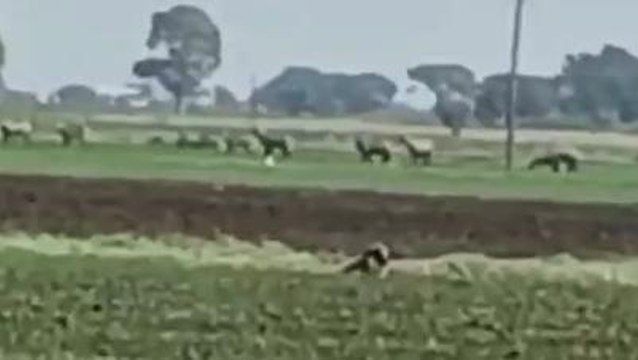 धार : नीलगाय बनी किसानो की मुसीबत,दिन रात चोकीदारी को विवश हुआ किसान